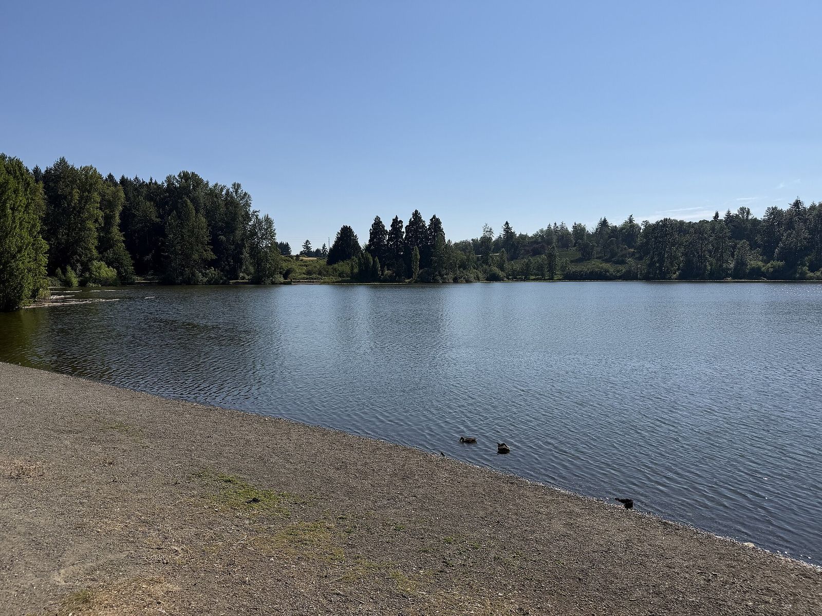 The shoreline of Waughop Lake in Fort Steilacoom Park