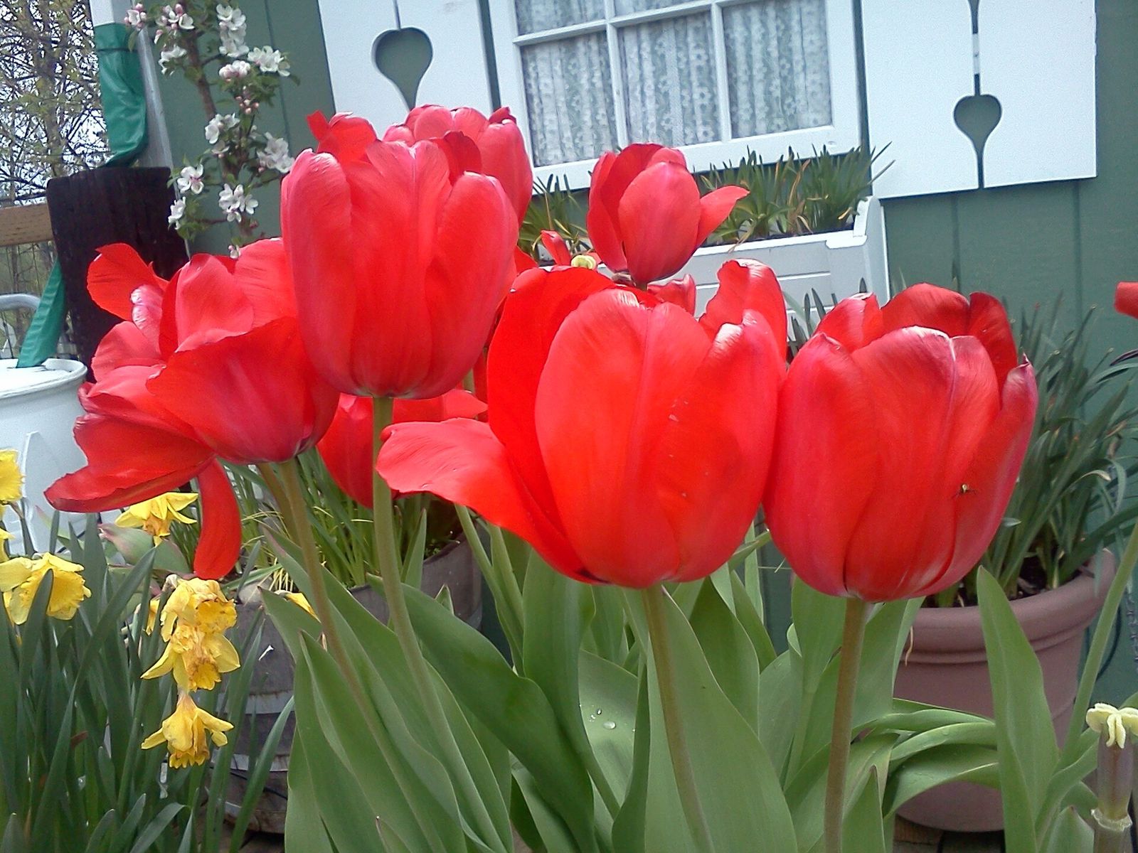 Red tulips in bloom at Jennings Park in Marysville