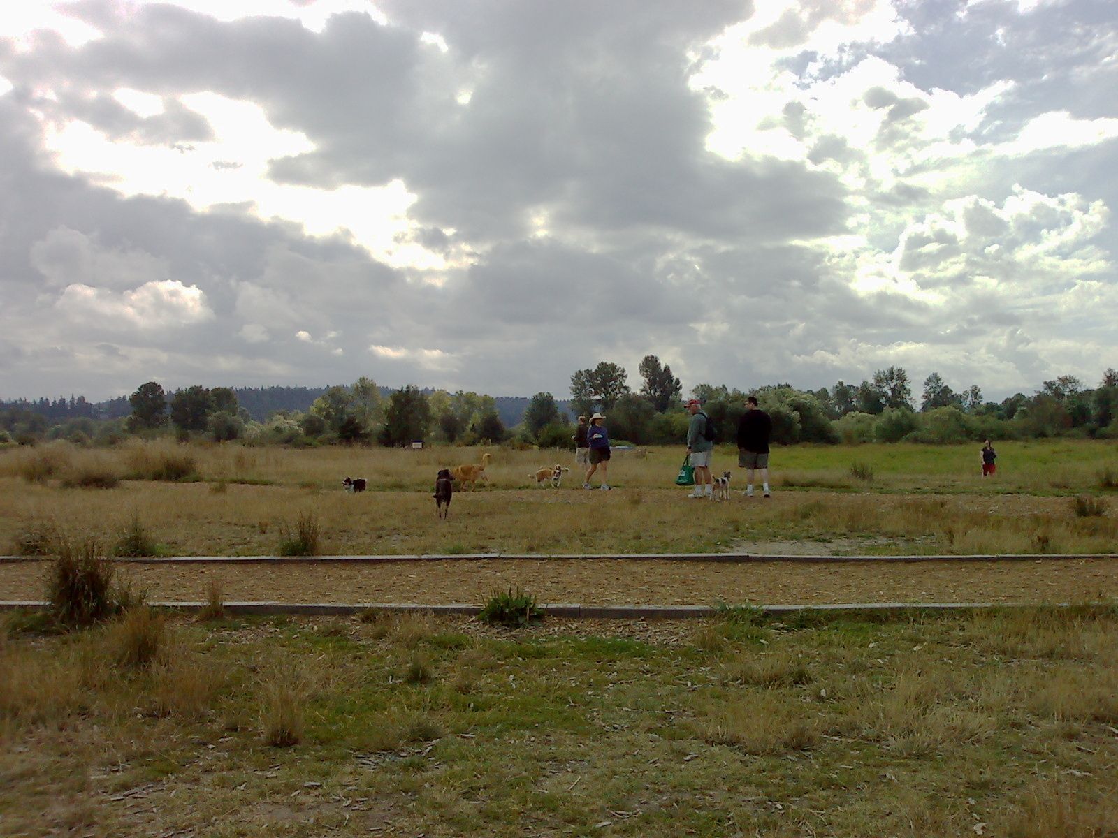 The open off-leash meadow at Marymoor Park