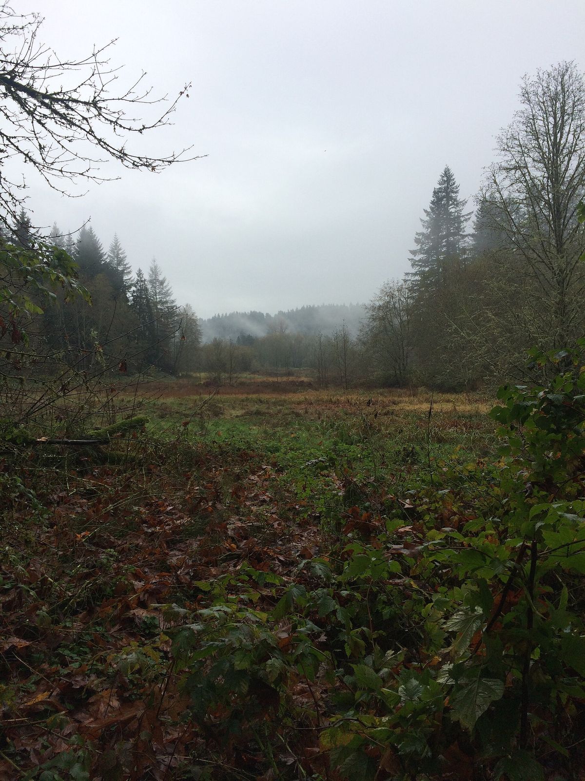 A meadow and forest edge at Evans Creek Preserve on a cloudy day