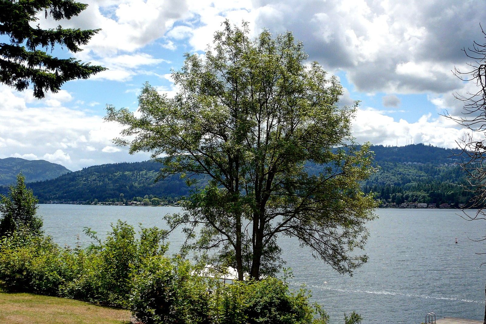 A tree on the shore of Lake Sammamish with hills beyond