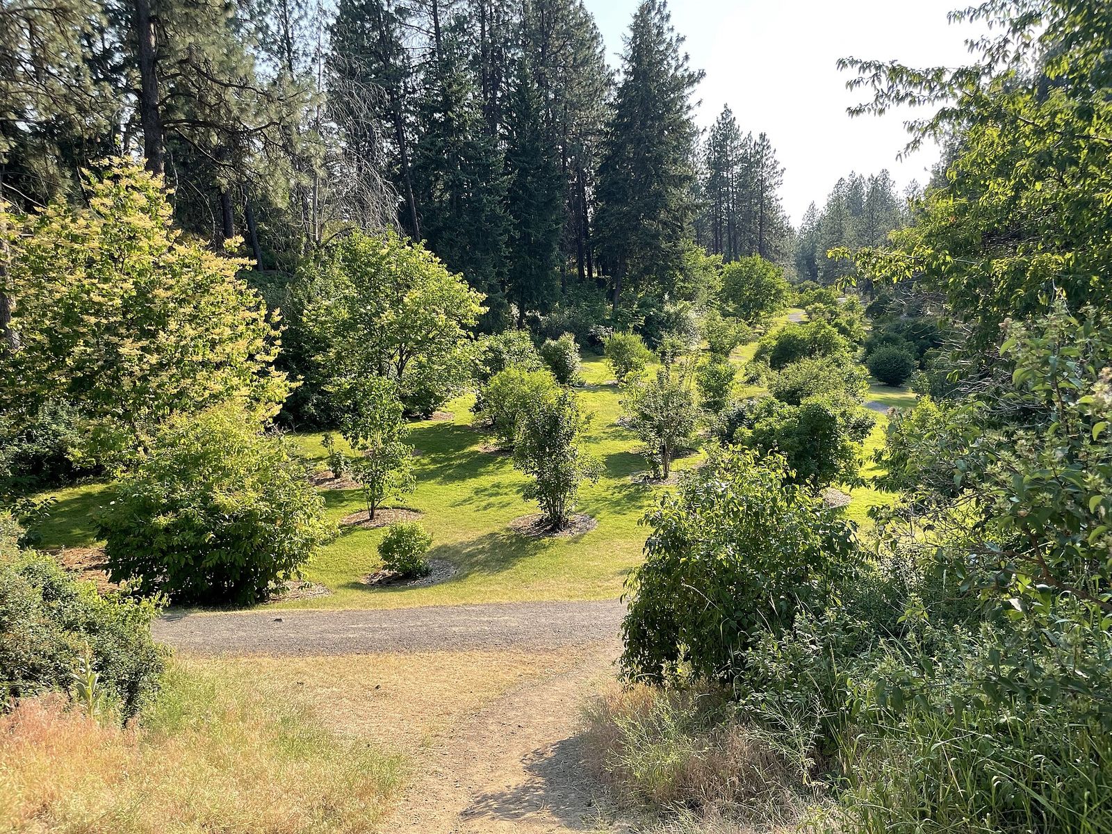 Paths and trees in the lilac garden at Manito Park
