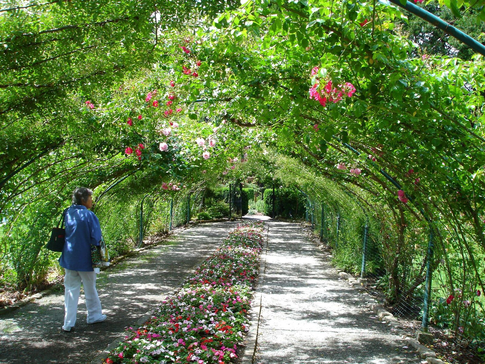 A visitor walking under a flowering arbor at Point Defiance Park
