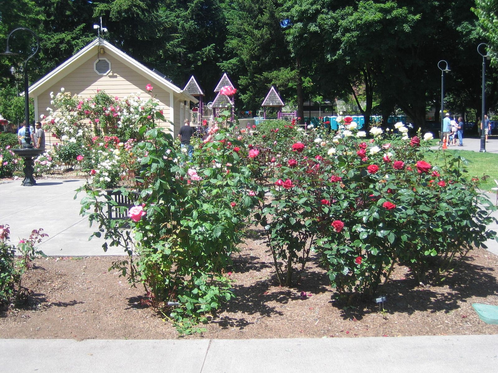 Red roses blooming in the Esther Short Park rose garden